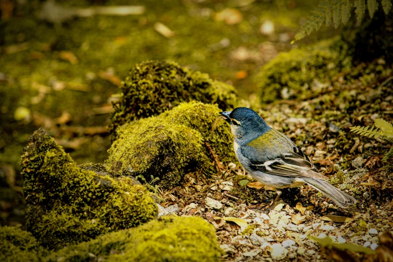 a blue and green bird sitting on the ground, by Peter Churcher, pixabay contest winner, dried moss, avatar image, bluey, hunting