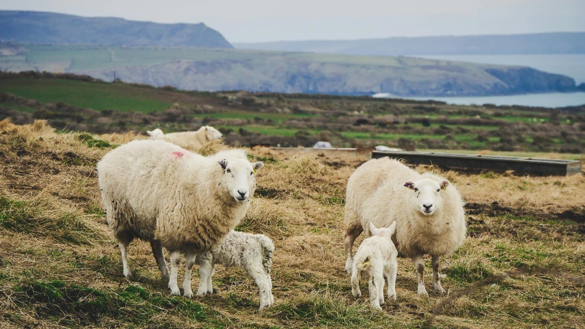 a herd of sheep standing on top of a grass covered hillside, by Rachel Reckitt, pexels contest winner, near the sea, family dinner, on a farm, thumbnail
