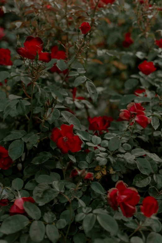 a bunch of red roses sitting on top of a lush green field, inspired by Elsa Bleda, trending on unsplash, dark academia aesthetic, ✨🕌🌙, salvia, on a planet of lush foliage