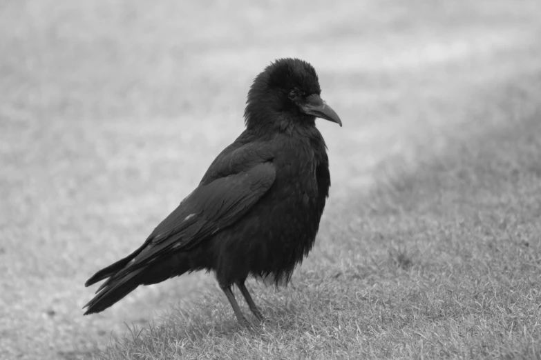 a black bird standing on top of a grass covered field, a black and white photo, inspired by Gonzalo Endara Crow, renaissance, slightly smirking, dressed all in black, mat black metal, looking cute