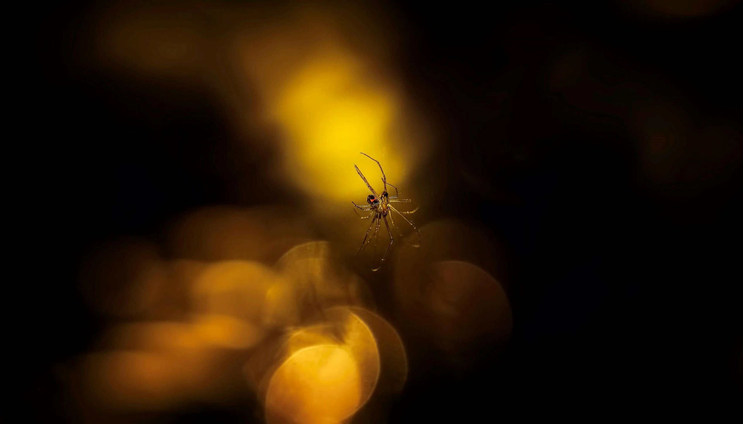 a spider sitting on top of a spider web, a macro photograph, by Eglon van der Neer, warm yellow lights, fine art photograph, an intricate