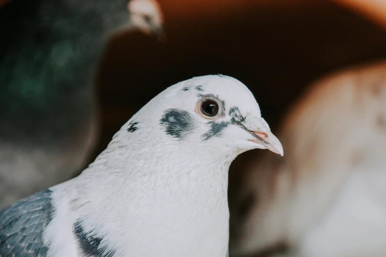 a close up of a pigeon with a cat in the background, trending on pexels, white with black spots, white shiny skin, bird\'s eye view, old male