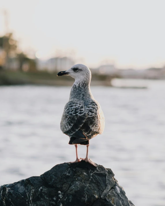 a seagull standing on a rock in front of a body of water, non-binary, trending photo, wholesome, subject= duck