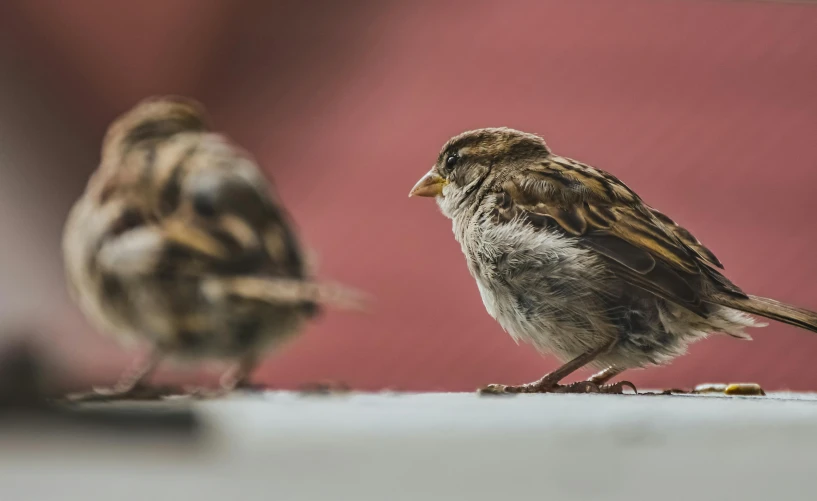 two small birds standing next to each other, by Matija Jama, pexels contest winner, wrinkly, no words 4 k, sprawling, immature