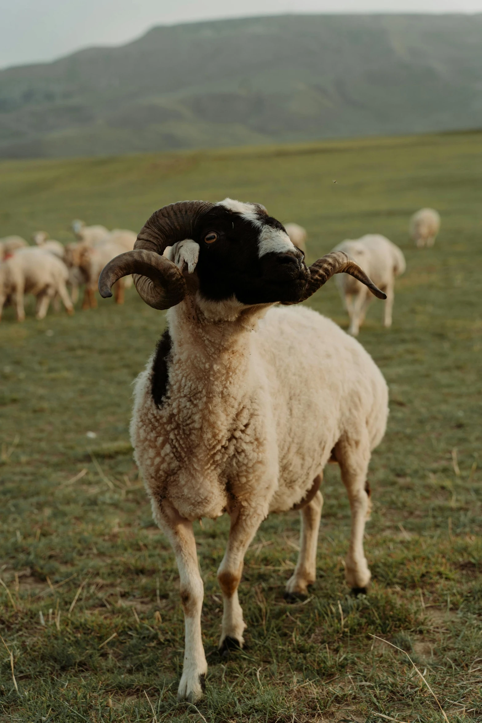 a herd of sheep standing on top of a lush green field, an afghan male type, slide show, shin jeongho, upclose