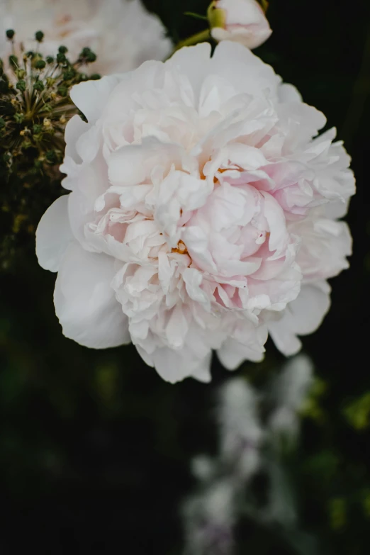 a white flower sitting on top of a lush green field, many peonies, paul barson, no cropping, blush