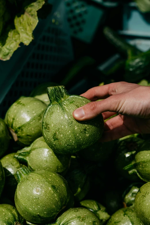 a close up of a person holding a piece of fruit, gourds, green pupills, inspect in inventory image, datura