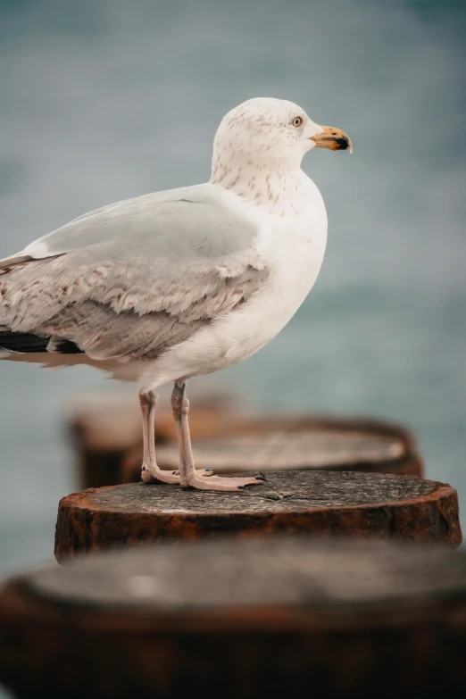 a white bird standing on top of a wooden post, sitting on a table