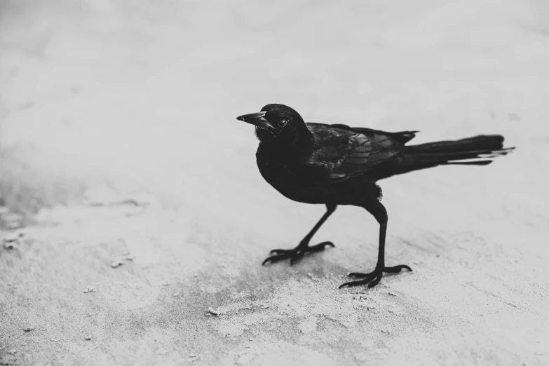 a black bird standing on top of a snow covered ground, by Gonzalo Endara Crow, pexels contest winner, minimalism, 🦩🪐🐞👩🏻🦳, close up to a skinny, desaturated, an intricate
