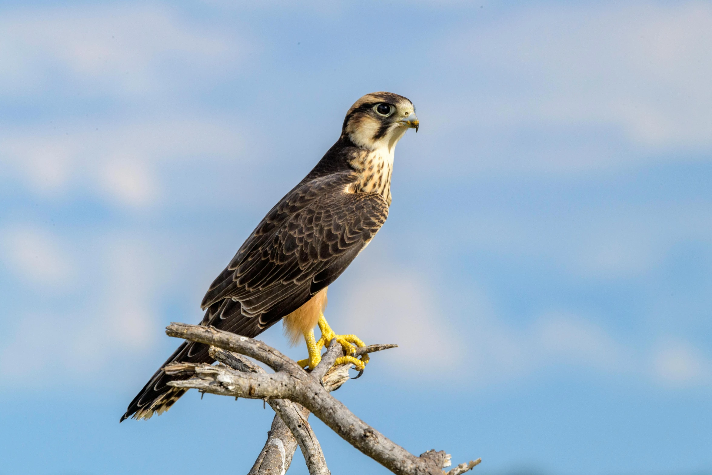 a bird sitting on top of a tree branch, a portrait, pexels contest winner, falcon, a tall, avatar image, confident stance