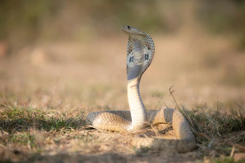 a close up of a snake in the grass, an album cover, by Will Ellis, pexels contest winner, cobra, india, battle pose, australian, shows a leg