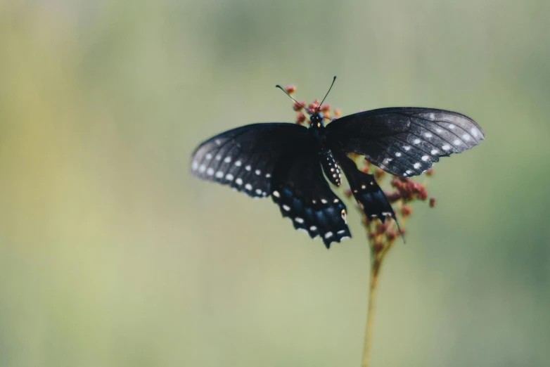 a black butterfly sitting on top of a flower, by Winona Nelson, unsplash, medium format. soft light, at full stride, matte photo, evan lee