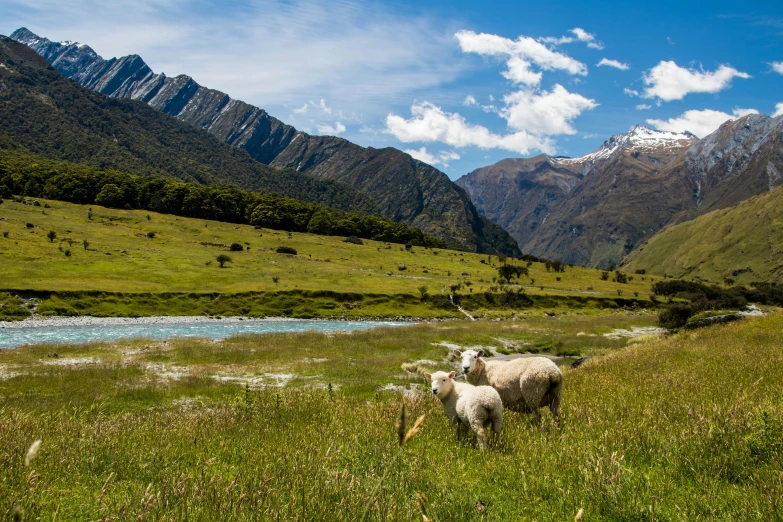 a herd of sheep standing on top of a lush green field, by Peter Churcher, unsplash contest winner, hurufiyya, snow capped mountains, te pae, picnic, conde nast traveler photo