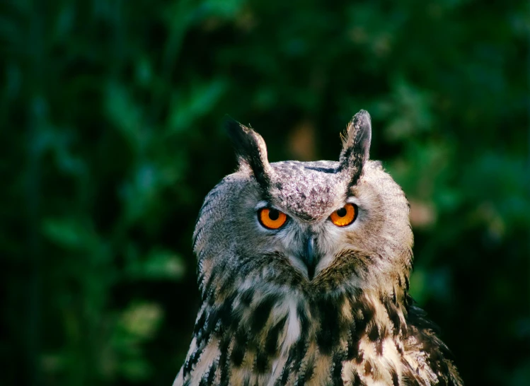 a close up of an owl with orange eyes, pexels contest winner, hurufiyya, intimidating stance, with pointy ears, instagram post, high definition photo