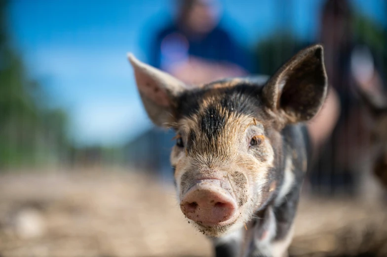 a small pig standing on top of a dirt field, running towards camera, person in foreground, lachlan bailey, profile image