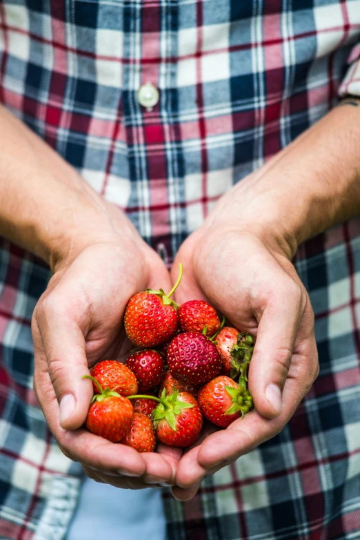 a man holding a handful of strawberries in his hands, by Matthias Stom, pexels, renaissance, 2 5 6 x 2 5 6 pixels, multiple stories, scotland, cotton