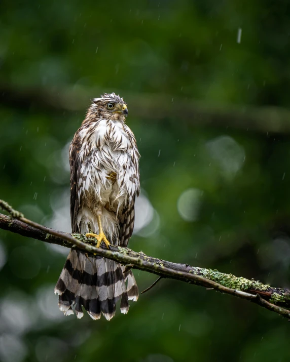 a bird perched on a branch in the rain, pexels contest winner, hurufiyya, hawk, furry mawshot, slightly muscular, tourist photo