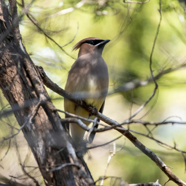 a bird sitting on top of a tree branch, flat triangle - shaped head, brown tail, pidgey, full frame image