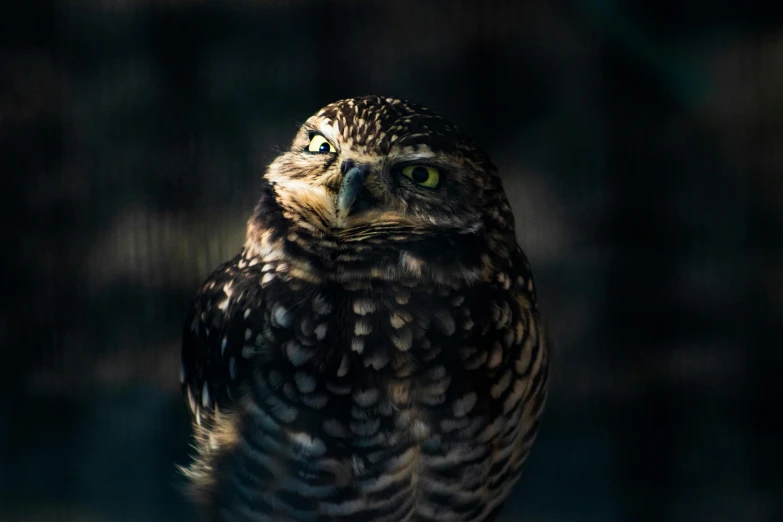 a small owl sitting on top of a wooden post, a portrait, pexels contest winner, scowling, lurking in the shadows, museum quality photo, portrait of a small