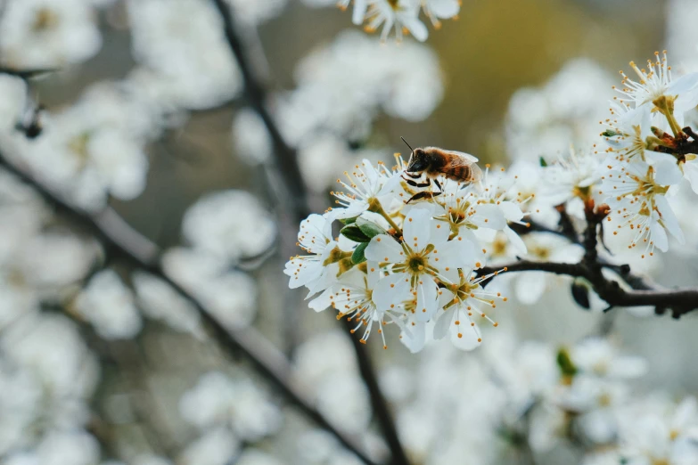 a bee sitting on top of a white flower, cherry blossom trees, unsplash photography, background image, “ iron bark