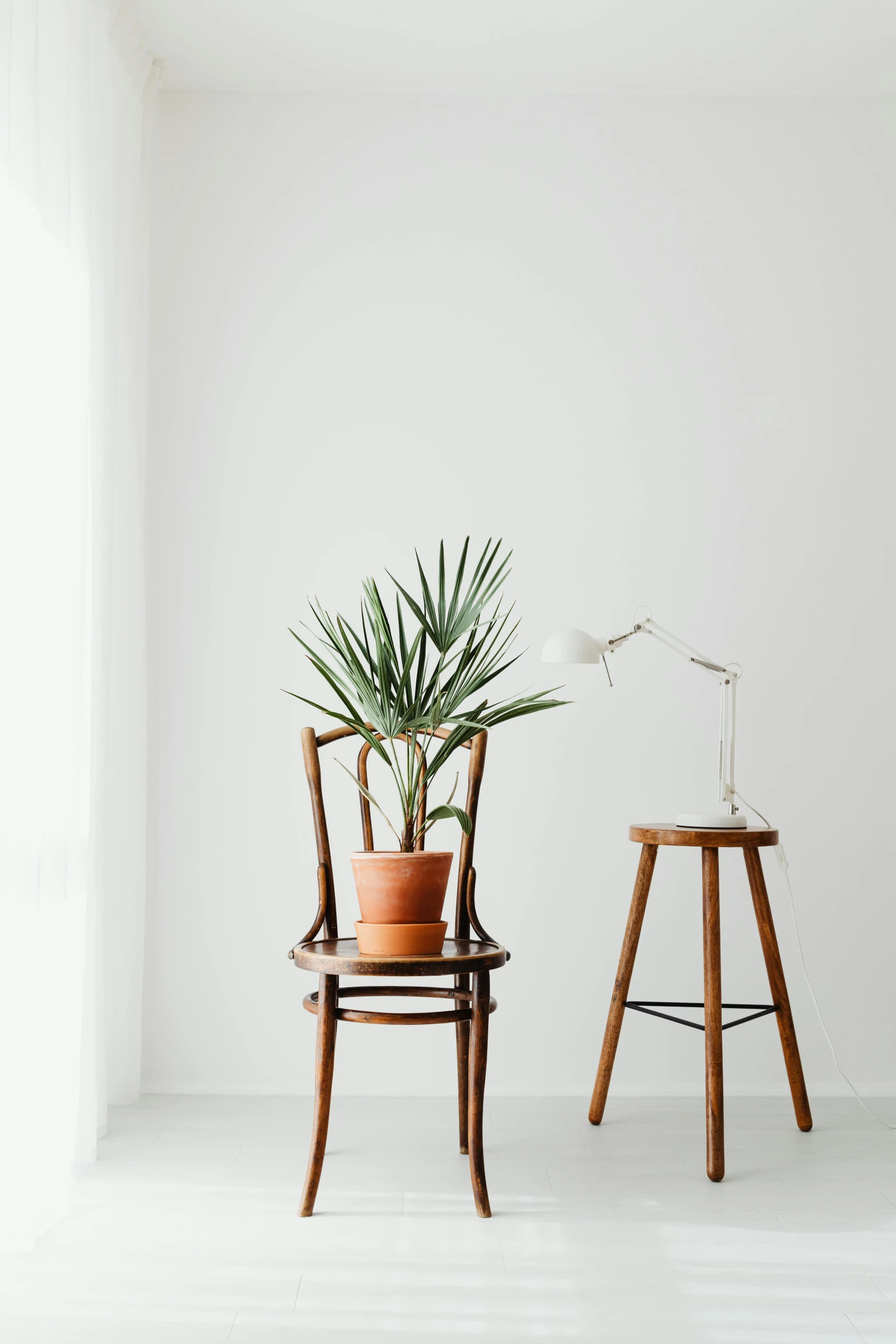 a potted plant sitting on top of a wooden chair, inspired by Constantin Hansen, minimalism, brightly lit room, white backdrop, curated collection, multiple stories