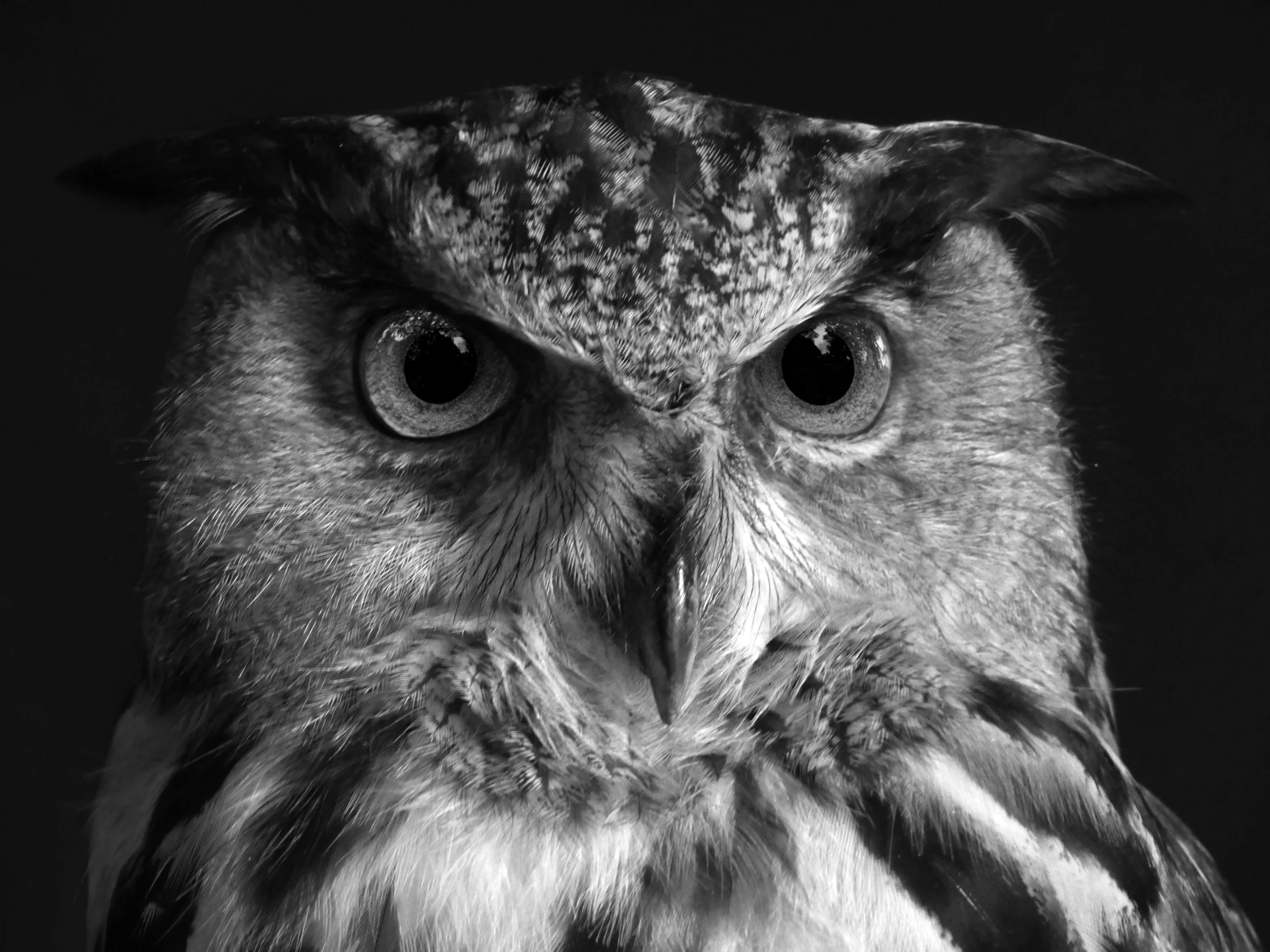 a black and white photo of an owl, photorealism, fine art print, serious faces, “portrait of a cartoon animal, photography hyperrealism