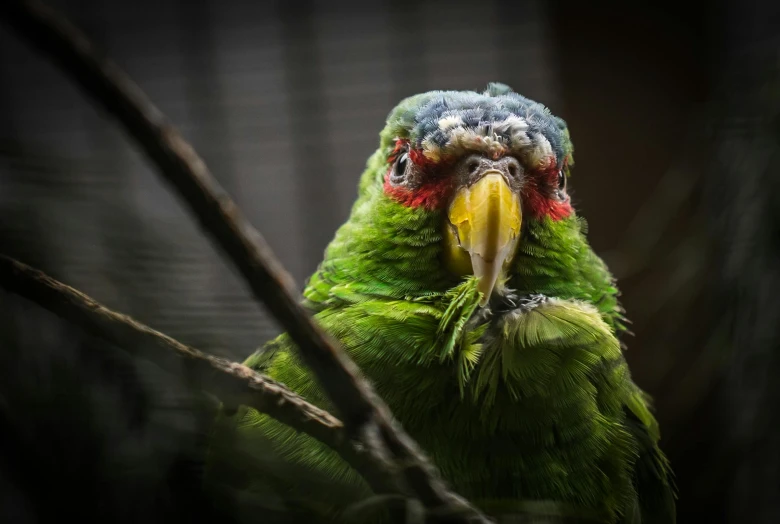 a green parrot sitting on top of a tree branch, a portrait, pexels contest winner, feathered head, multi - coloured, battered, shot on sony a 7 iii