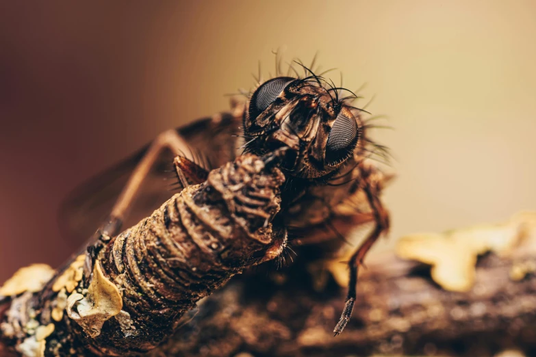 a close up of a fly on a branch, a macro photograph, by Matthias Weischer, pexels contest winner, hurufiyya, close up shot a rugged, avatar image