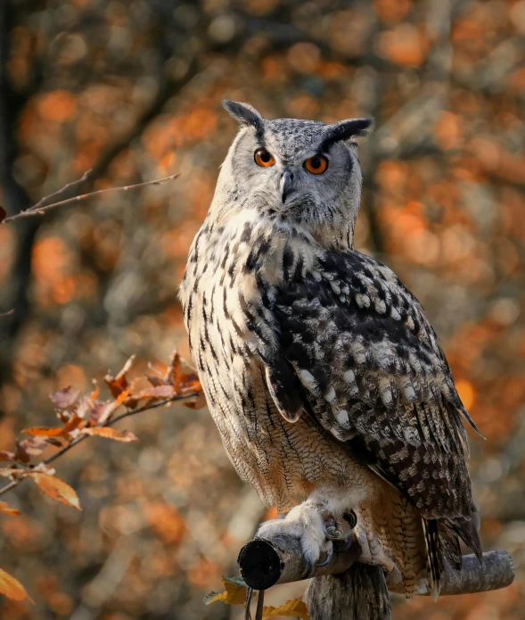 an owl sitting on top of a tree branch, pexels contest winner, baroque, gray and orange colours, an afghan male type, eye - level medium - angle shot, high quality photo