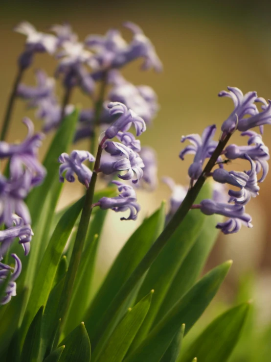 a close up of a bunch of purple flowers, by Jan Tengnagel, unsplash, hyacinth, today\'s featured photograph 4k, brown, blue
