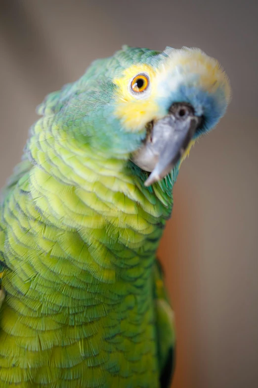 a green and yellow parrot sitting on top of a wooden table, closeup of the face, slightly open mouth, a tall, blue