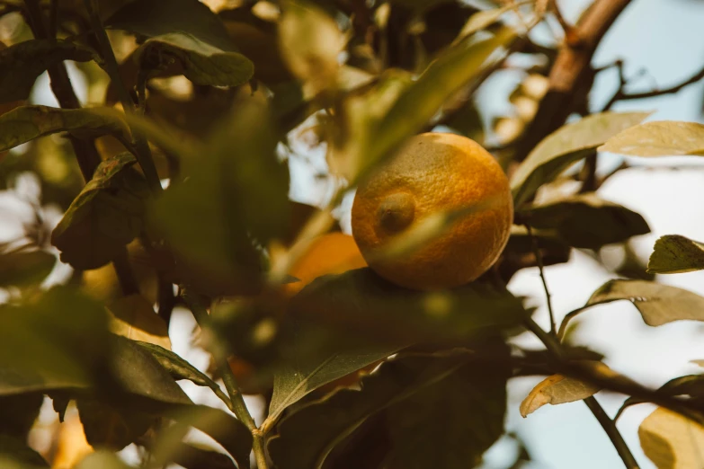 a close up of an orange on a tree, by Carey Morris, trending on pexels, lemon, viewed from very far away, detailed cinematic shot, thumbnail