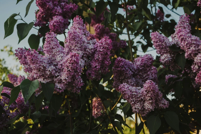 a bush of purple lila flowers against a blue sky, unsplash, early evening, high quality product image”