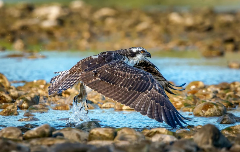 a bird that is flying over a body of water, a portrait, raptors, slide show, fan favorite, ready to eat