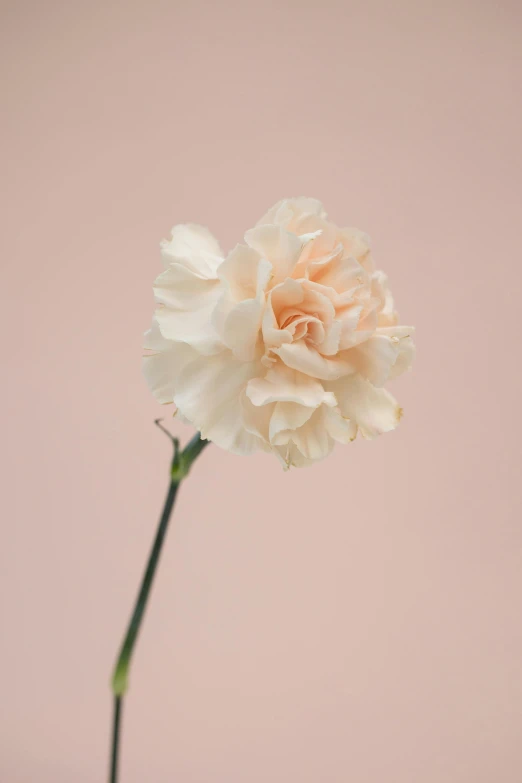 a single white carnation against a pink background, by Carey Morris, trending on unsplash, ignant, made of silk paper, pale orange colors, alessio albi