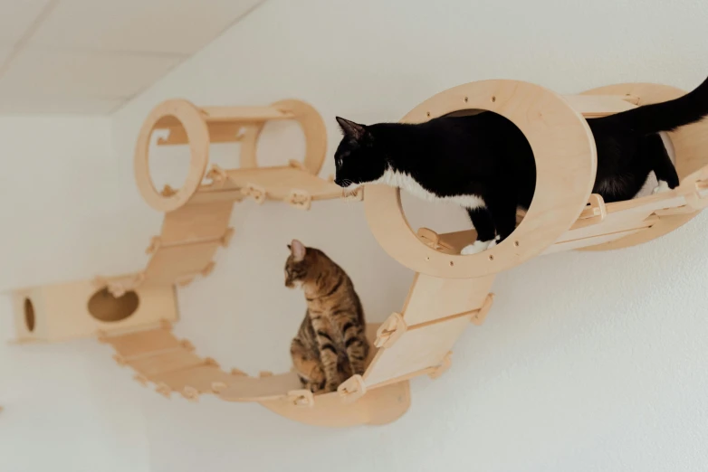 a couple of cats sitting on top of a cat tree, a cartoon, unsplash, bauhaus, cardboard tunnels, wooden supports, displayed on the walls, paws on wheel