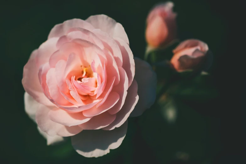 a close up of a pink rose on a dark background, unsplash, manuka, medium format, perfect crisp sunlight, alessio albi