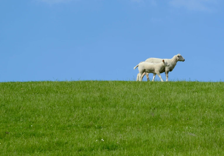 a couple of sheep standing on top of a lush green hillside, pexels contest winner, white and blue, slide show, minimalistic composition, lawn