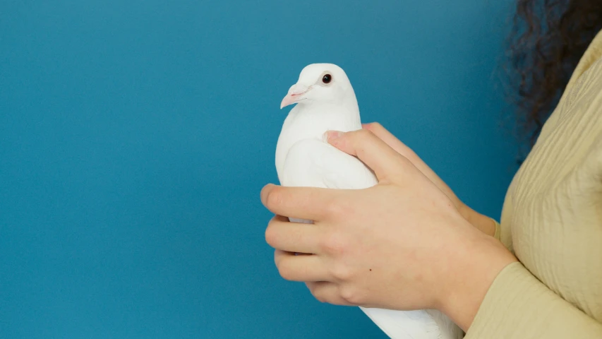 a woman holding a white pigeon against a blue background, trending on pexels, plasticien, made of glowing wax and ceramic, bird's eye, soft vinyl, ( ultra realistic