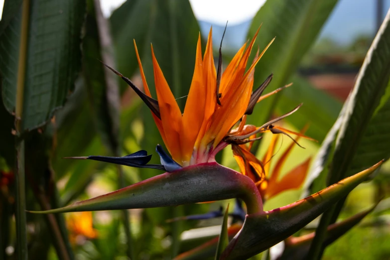 a close up of a bird of paradise plant, pexels, orange flowers, avatar image