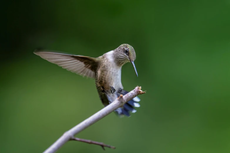 a small bird sitting on top of a tree branch, a macro photograph, by Jim Nelson, pexels contest winner, arabesque, hummingbirds, tail fin, immature, high quality photo