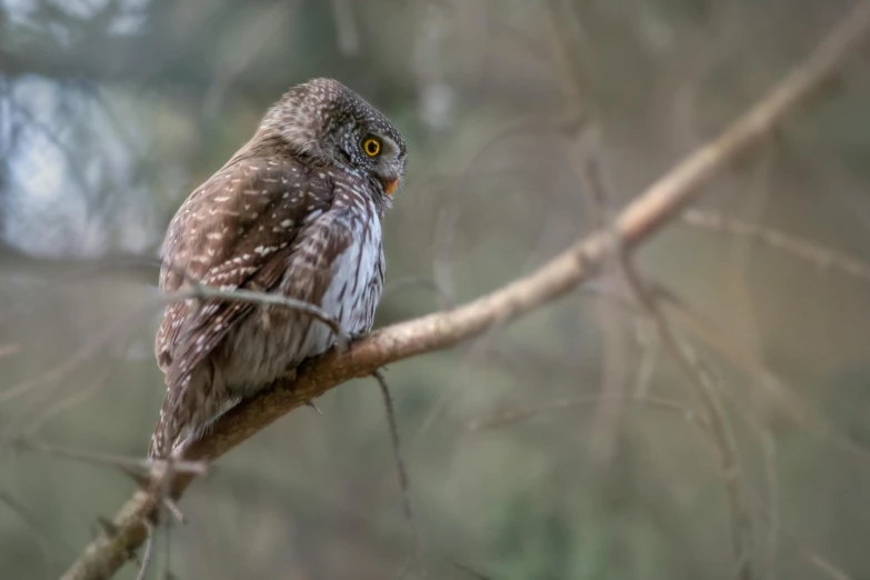 a small owl sitting on top of a tree branch, pexels contest winner, australian tonalism, smooth-chinned, fishing, sittin, museum quality photo