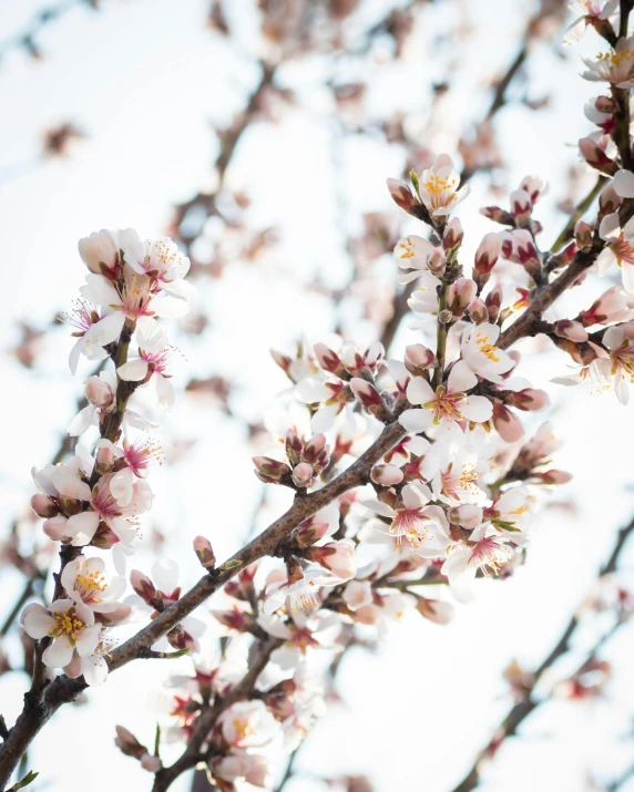 a close up of a bunch of flowers on a tree