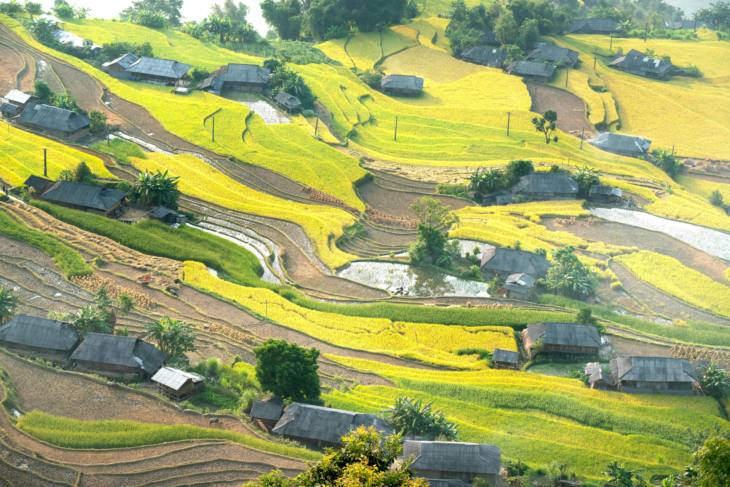 a group of houses sitting on top of a lush green hillside, rice paddies, full of golden layers, flowers, sun shining