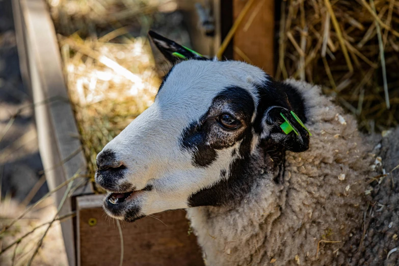 a black and white sheep standing next to a pile of hay, pexels contest winner, markings on her face, white horns from eyebrows, side view close up of a gaunt, avatar image