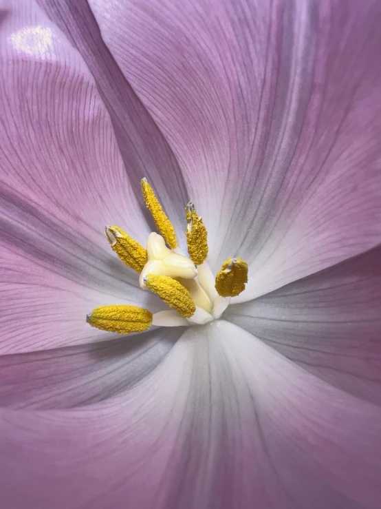 a close up view of a purple flower, a macro photograph, by Sven Erixson, renaissance, tulips, grey, pink and yellow, medium format color photography