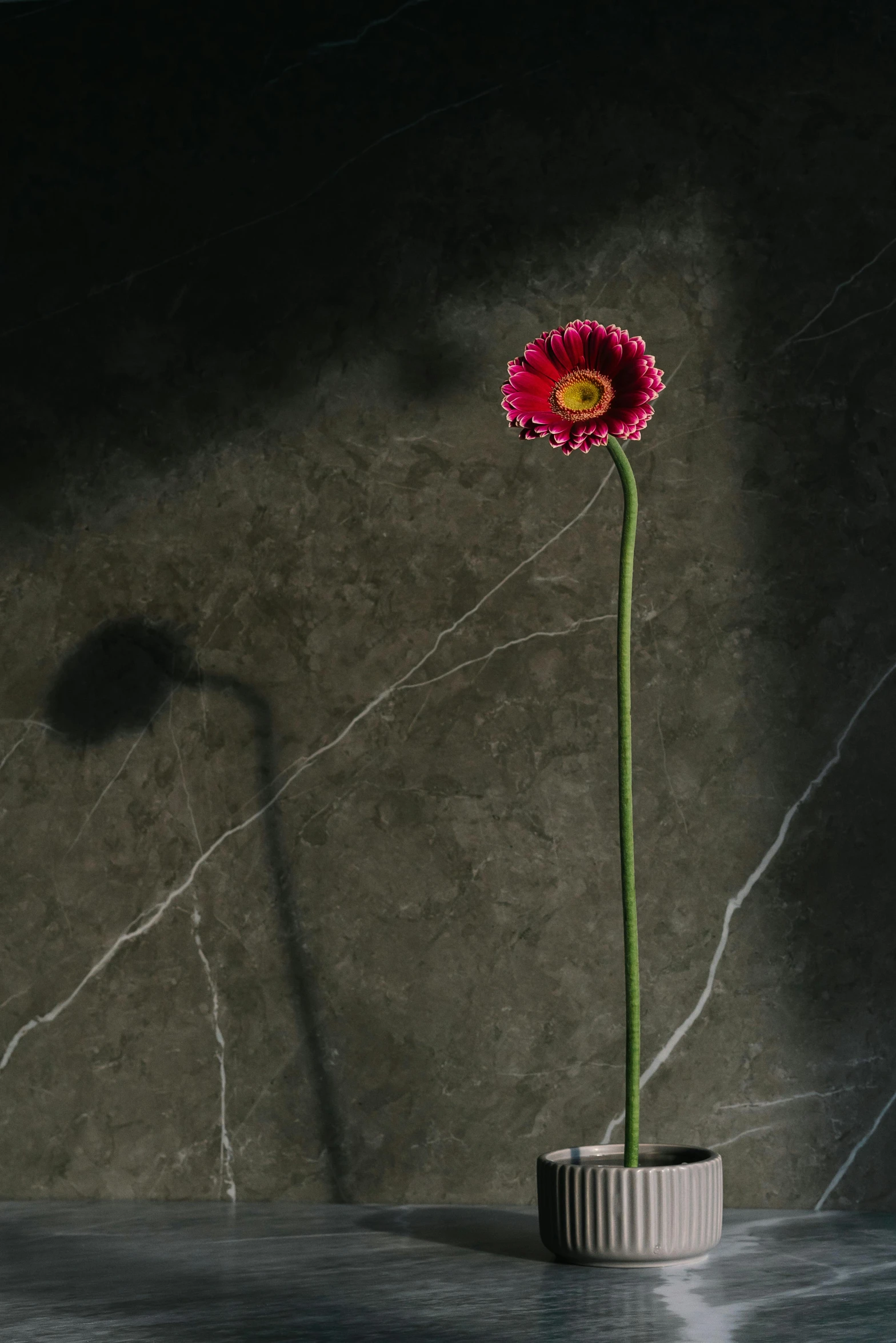 a close up of a flower in a vase on a table, an album cover, inspired by Robert Mapplethorpe, unsplash, realism, lighting on concrete, sun and shadow, zeng fanzhi, giant daisy flower over head