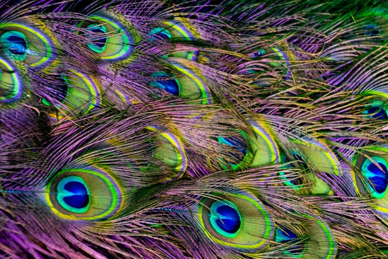 a close up of a bunch of peacock feathers, by Jan Rustem, generative art, yellow purple green, colour photography, geometrically realistic, multicoloured