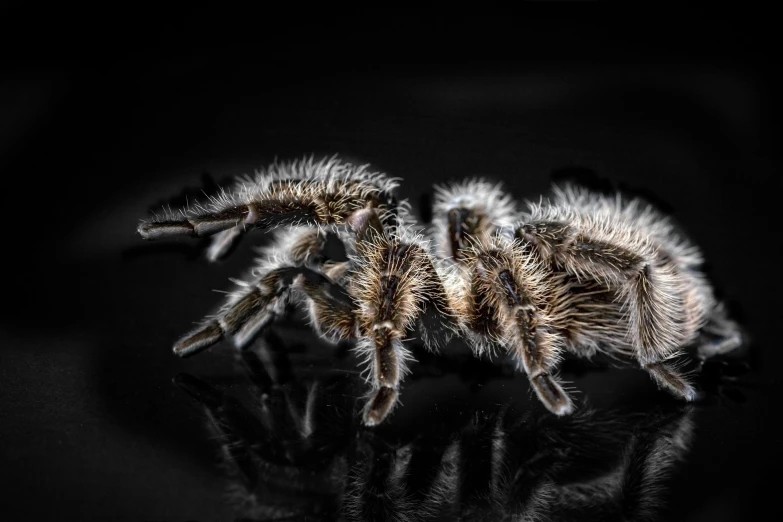 a large spider sitting on top of a black surface, a macro photograph, pexels contest winner, hurufiyya, tarantulas, high contrast hyperrealism 8k, grey, young male