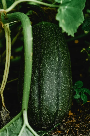 a zucchini growing on the vine in the garden, by Yasushi Sugiyama, renaissance, colour photograph, black main color, commercially ready, high-body detail